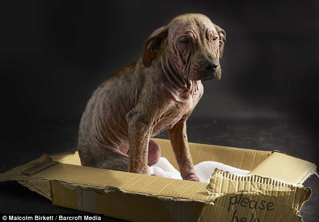 Picturehttp://www.dailymail.co.uk/news/article-1361770/Britains-saddest-puppy-cheers-Hairless-Princess-loving-new-home.html